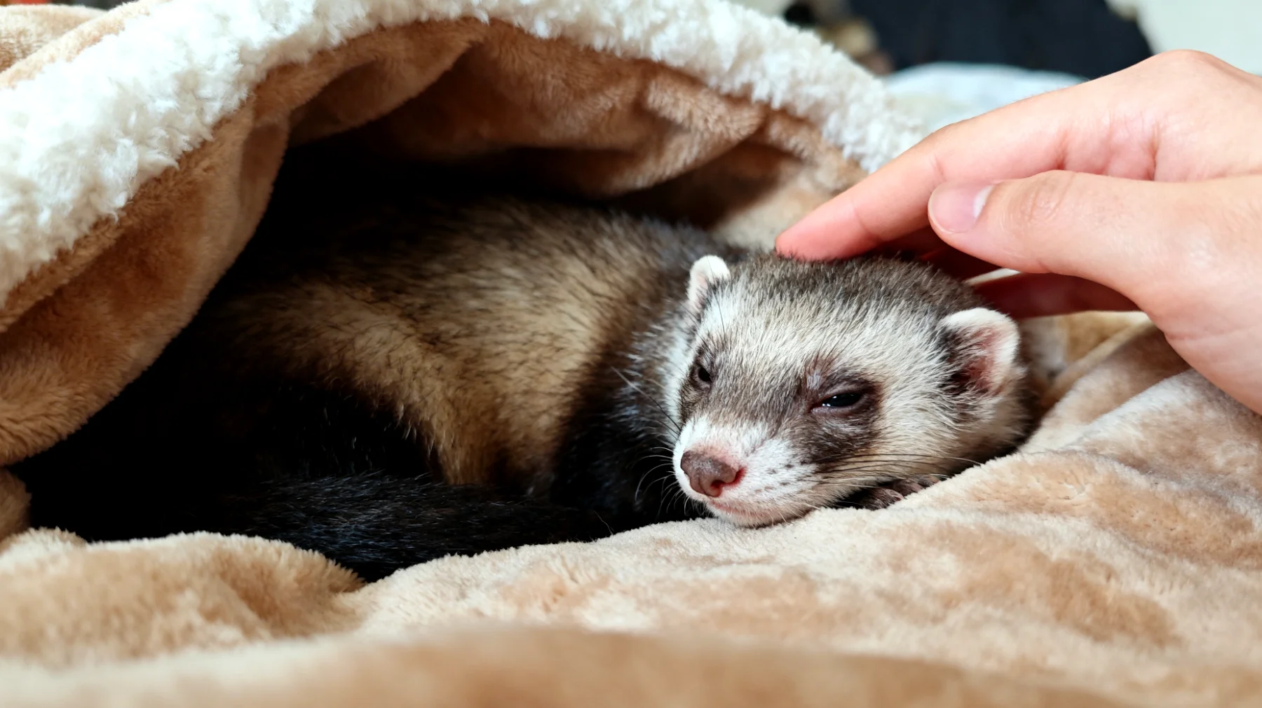 Frettchen zeigen nach der Kastration häufig Verhaltensänderungen und benötigen besondere Unterstützung bei der Eingewöhnung in ihren neuen Alltag, insbesondere bei der Anpassung an veränderte Hormonlevel und mögliche Aktivitätsveränderungen"